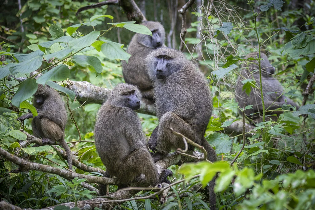 Arusha National Park