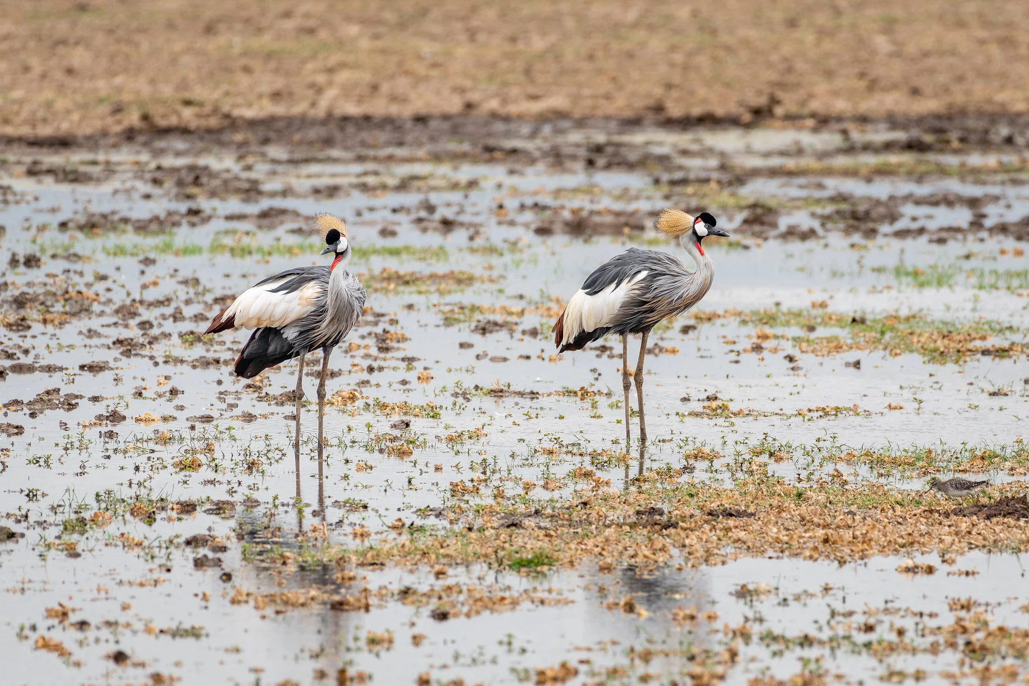 Lake Manyara National Park