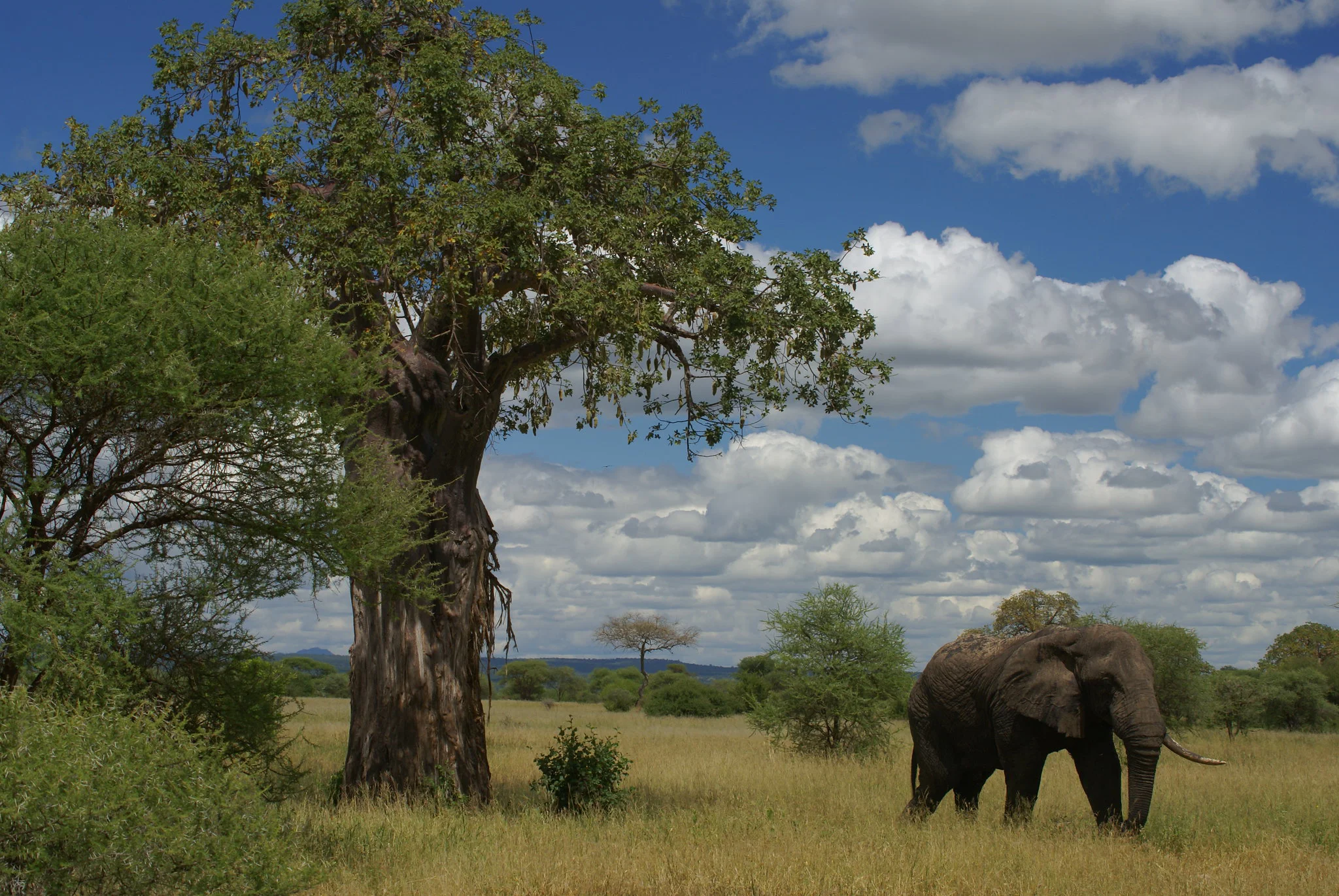 Tarangire National Park