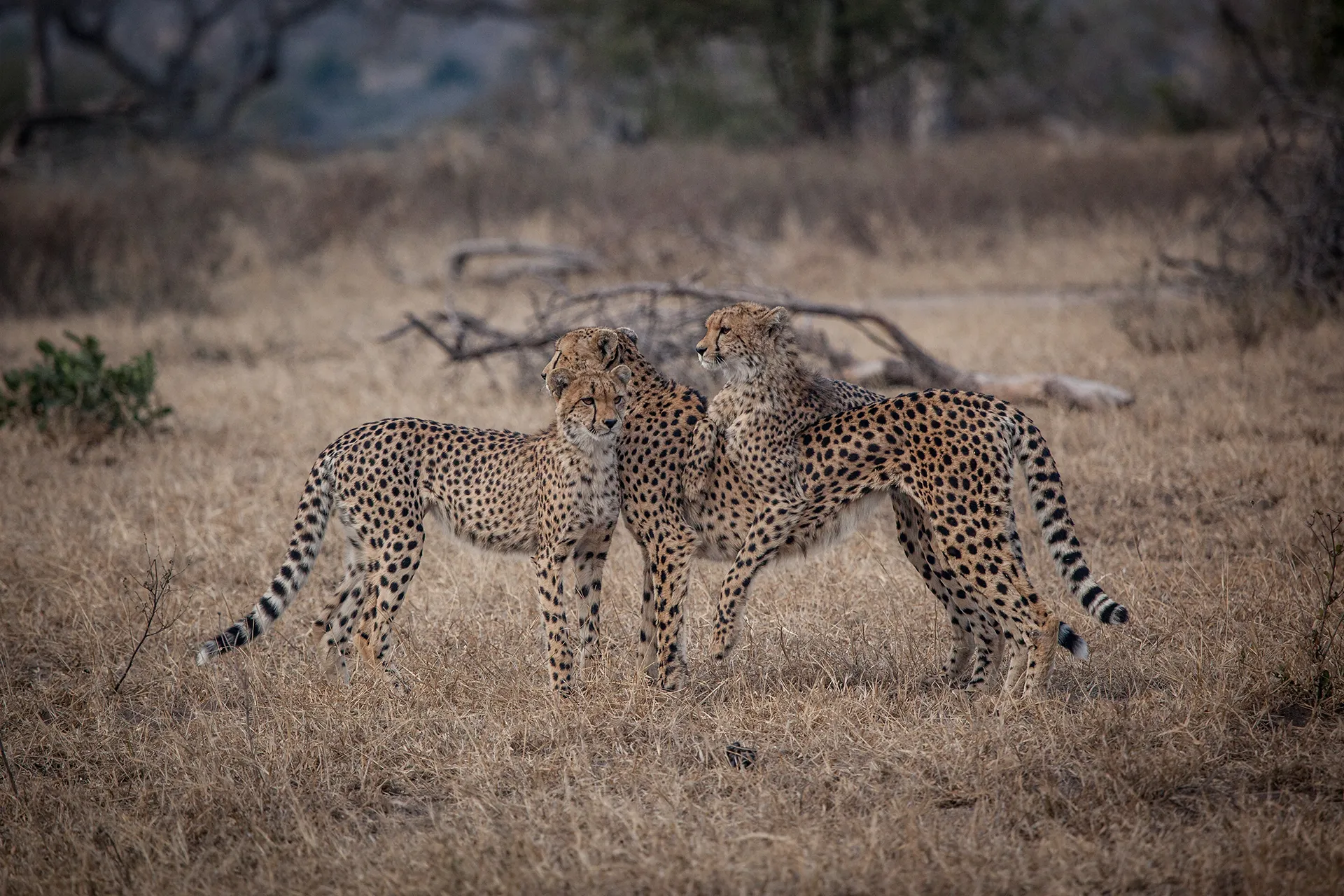 5-Day Best of Tanzania Safari | Serengeti & Tarangire