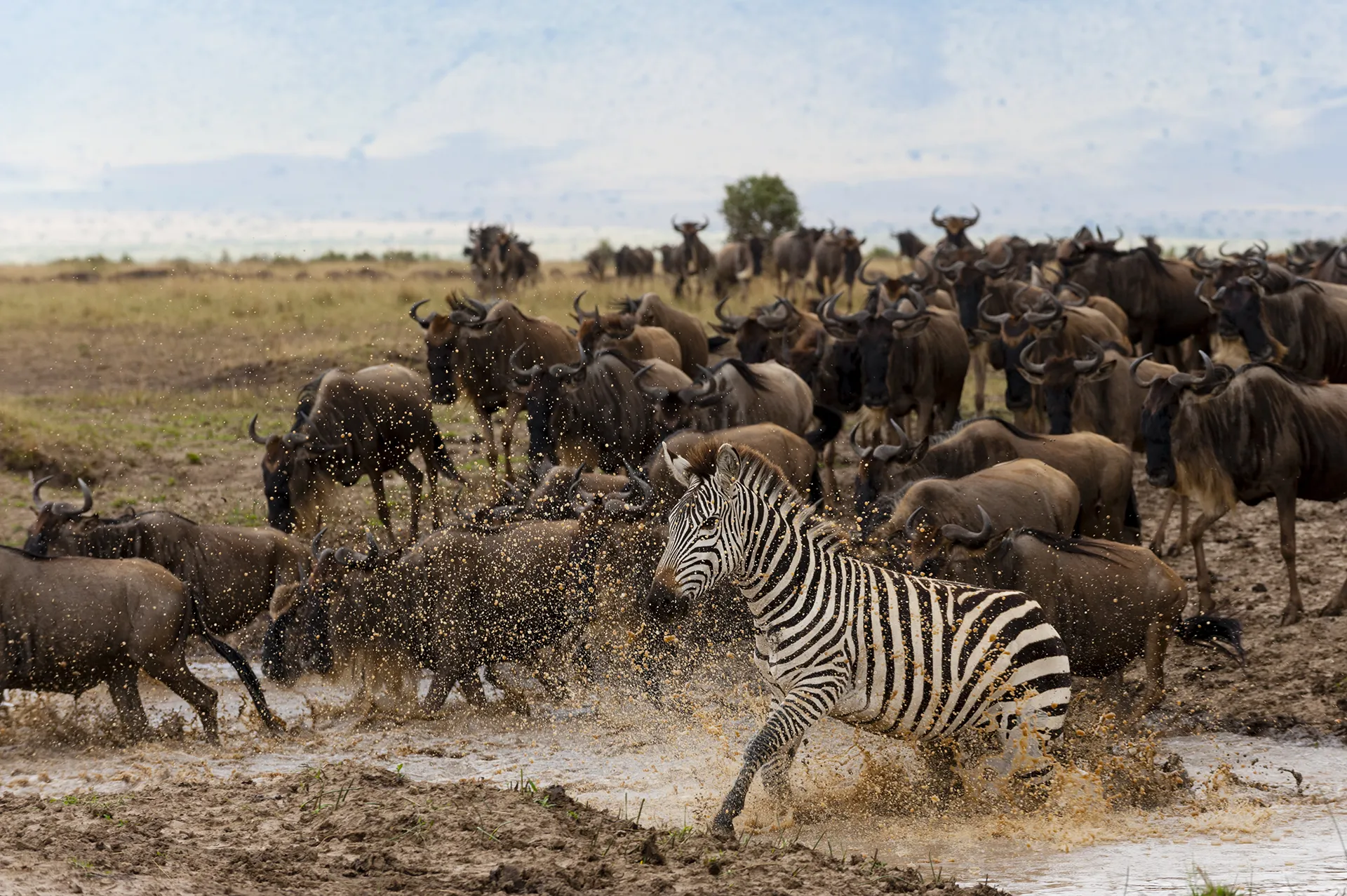 7-Day Tanzania Safari | Serengeti & Mto wa Mbu Village