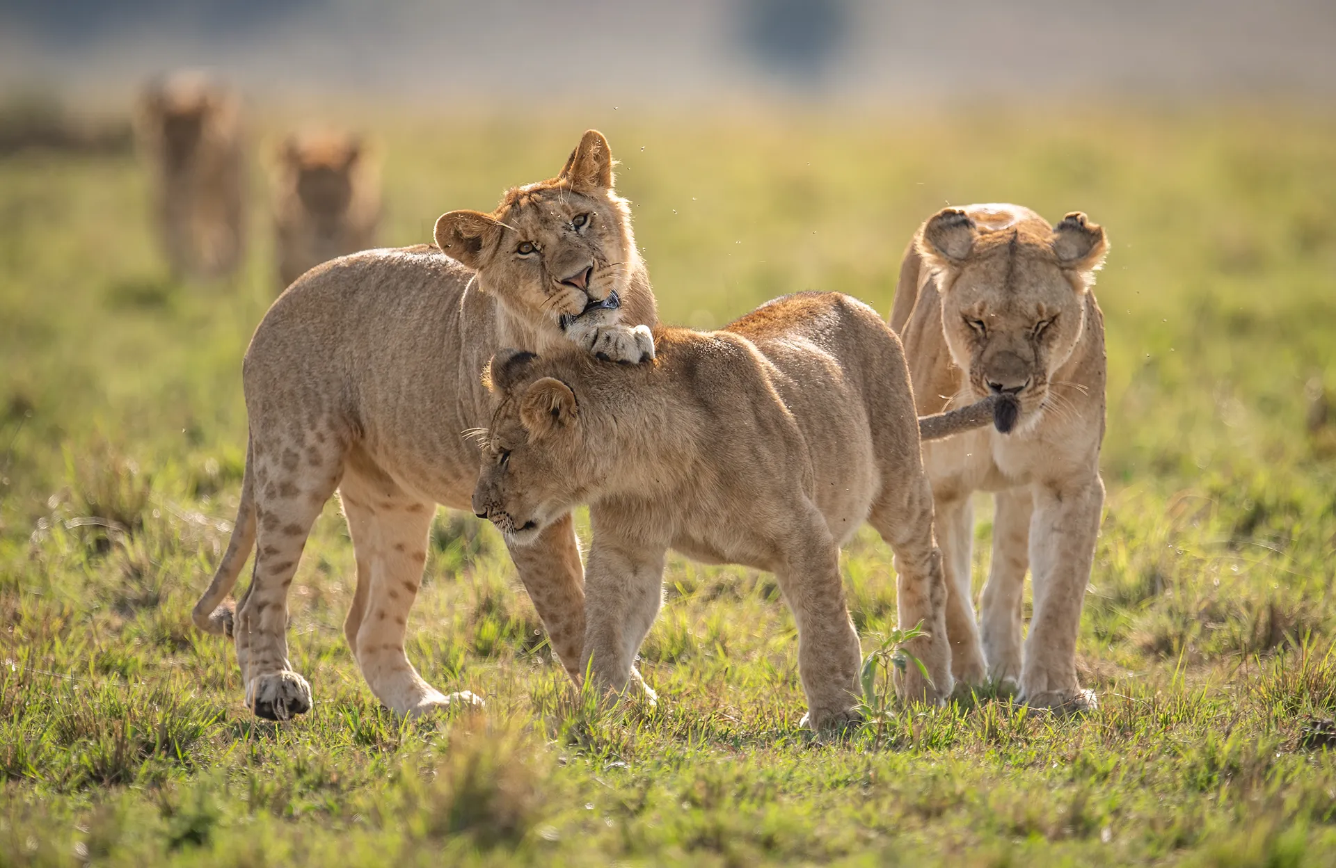 8-Day Luxury Tanzania Safari | Serengeti, Ngorongoro