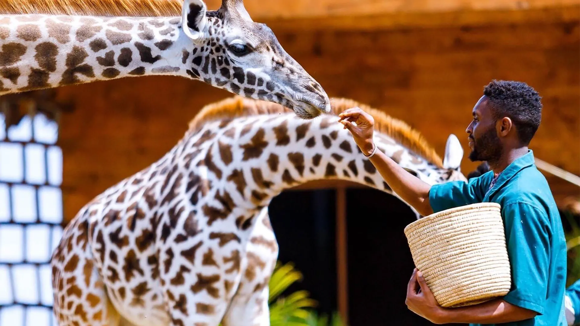 Day Tour To Serval Wildlife