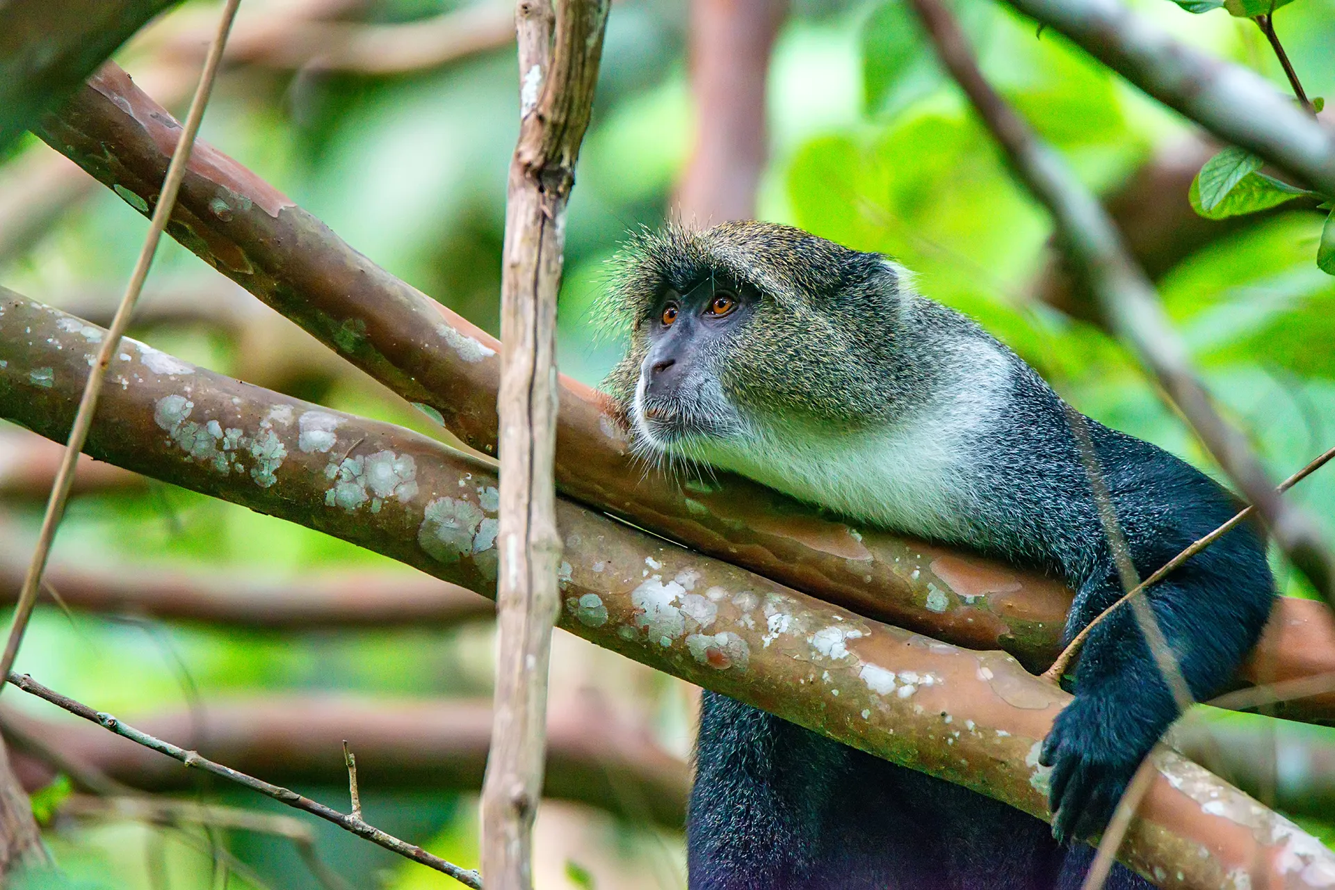 Day Tour To Arusha National Park