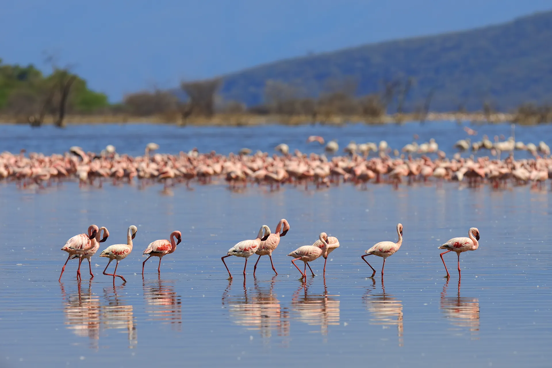 Day Tour To Lake Manyara National Park