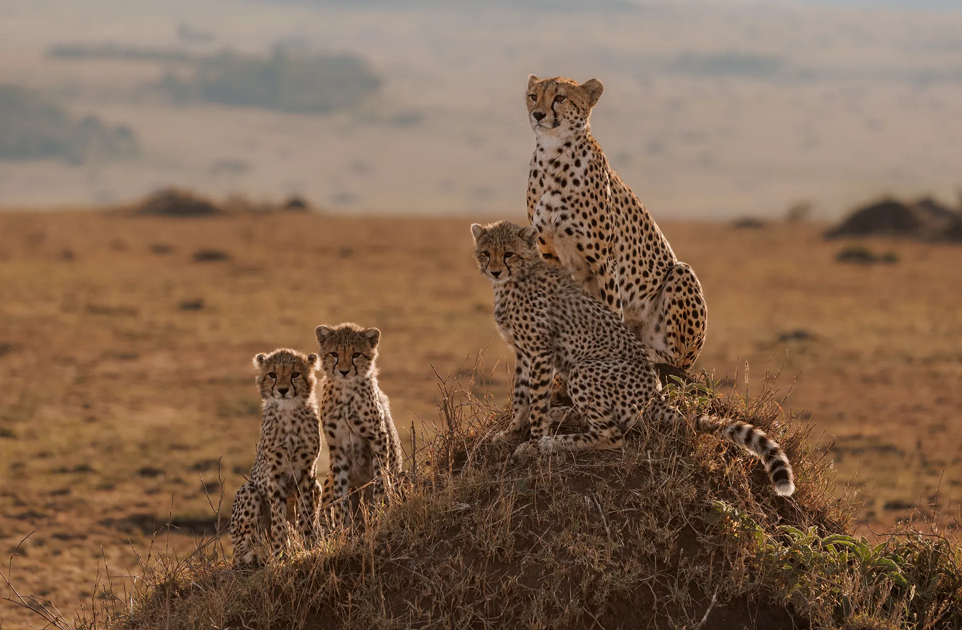 Tanzania Safari: 7-Day Ultimate Package